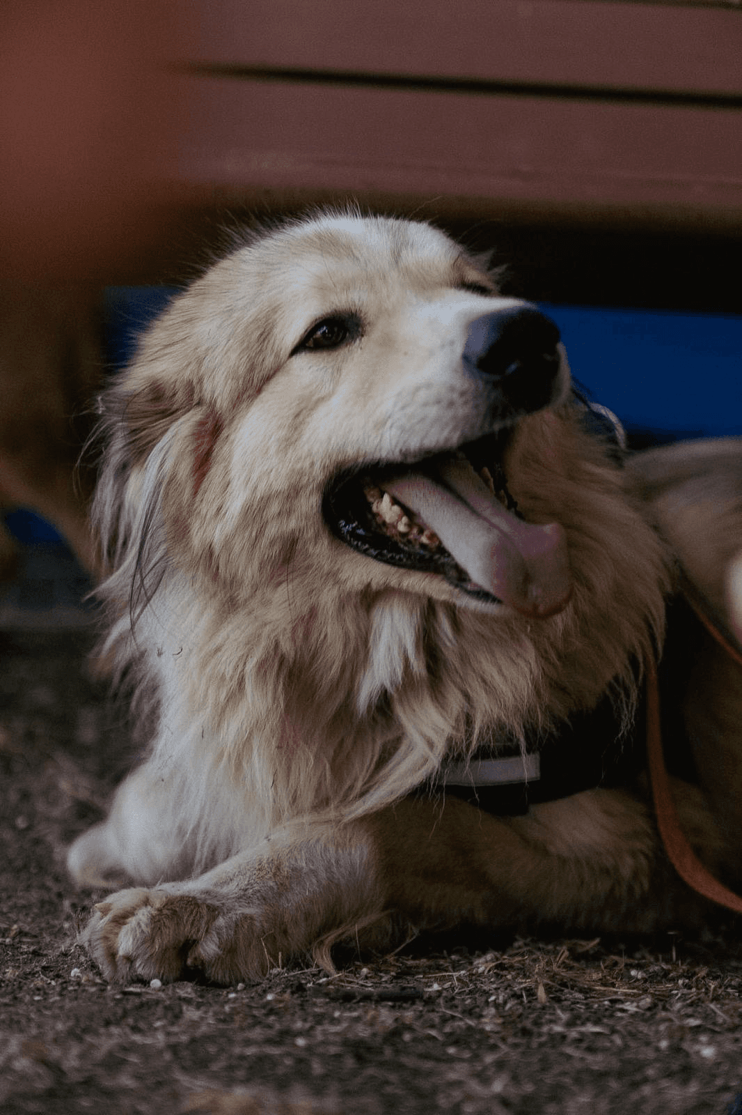 Duke — photo 5