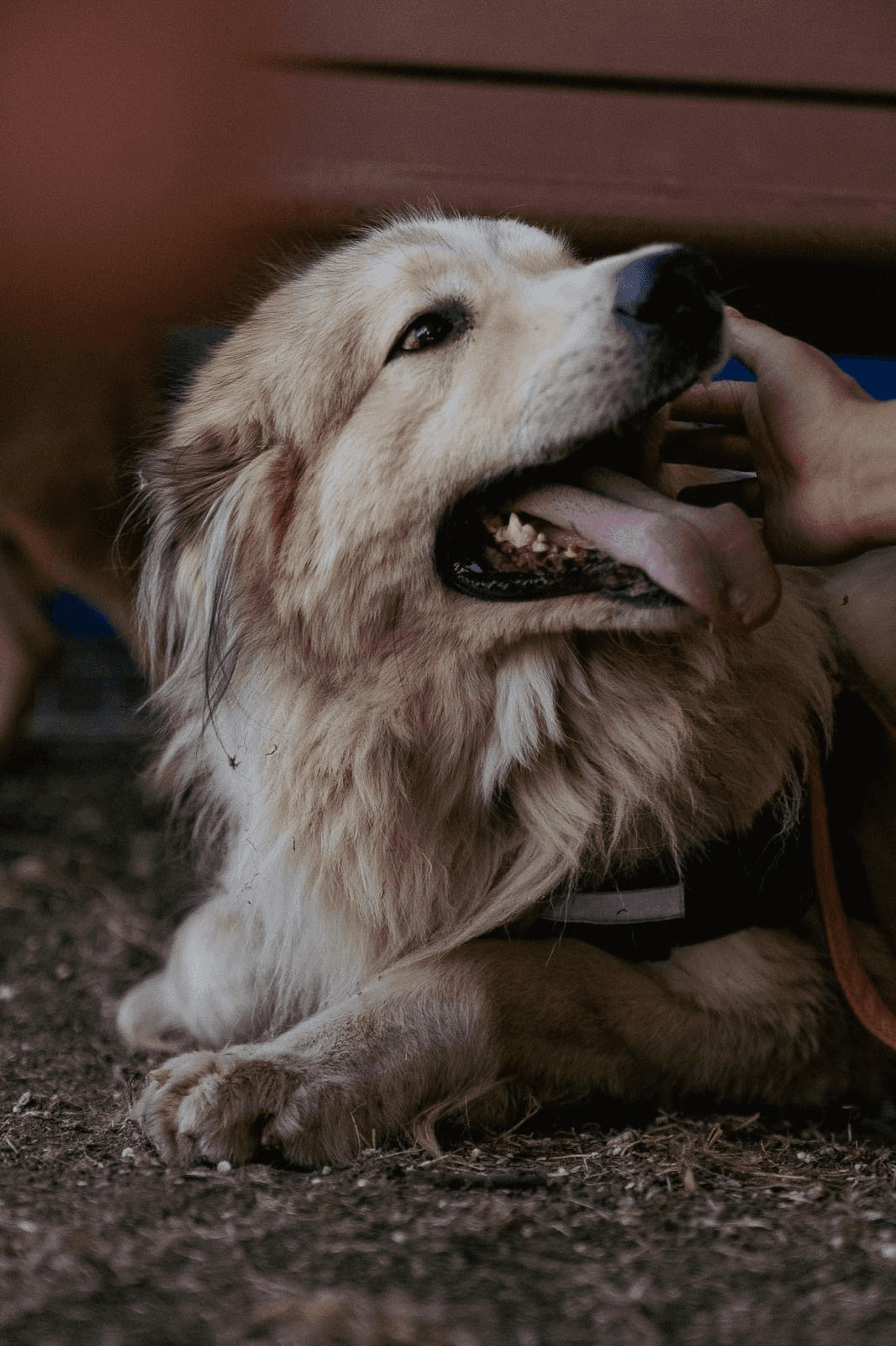 Duke