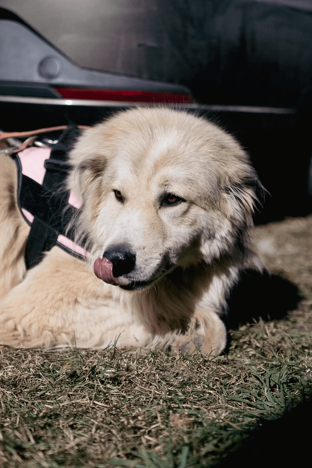 Duke — photo 9