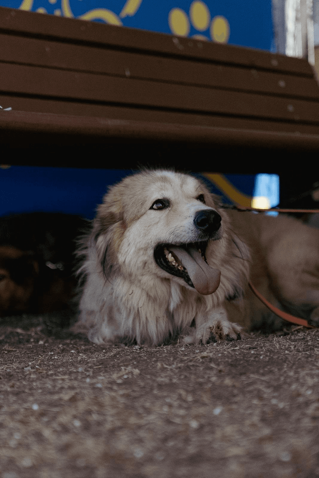 Duke — photo 3