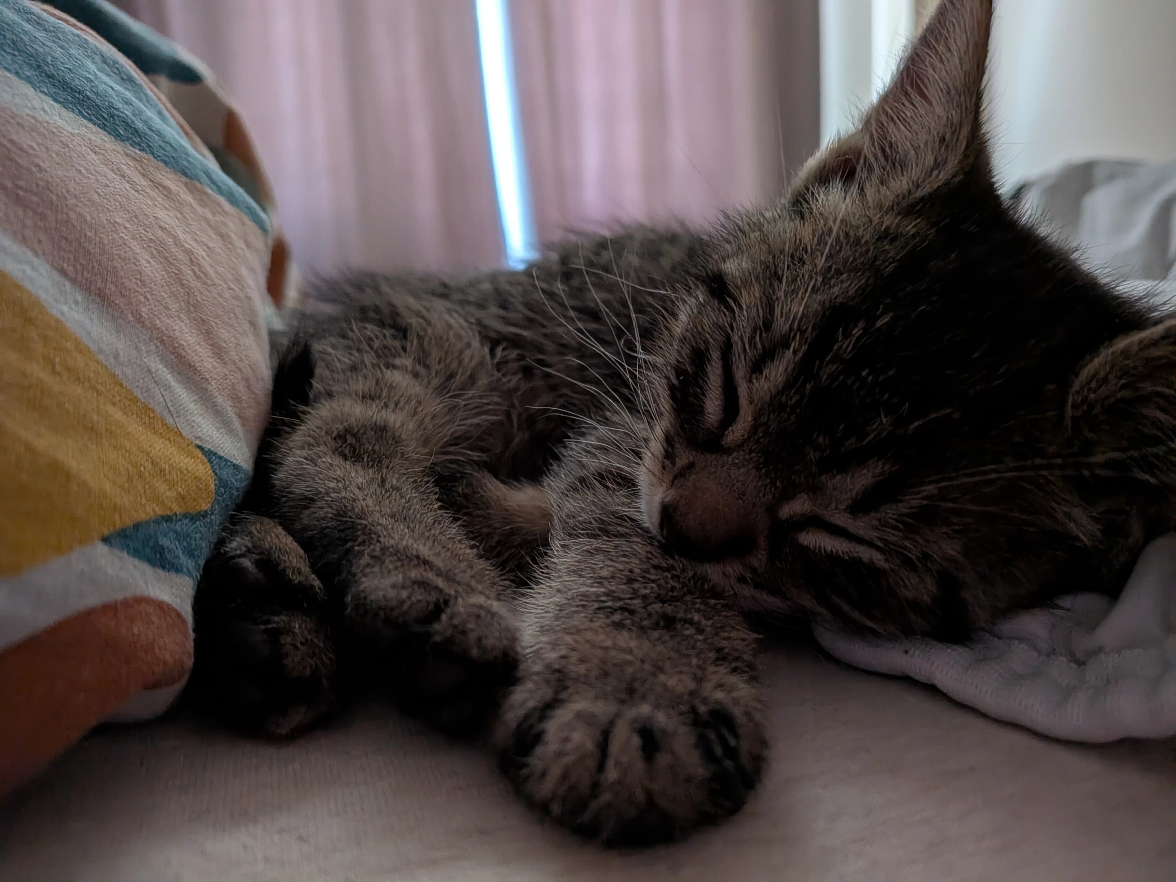 Piwi — photo 4