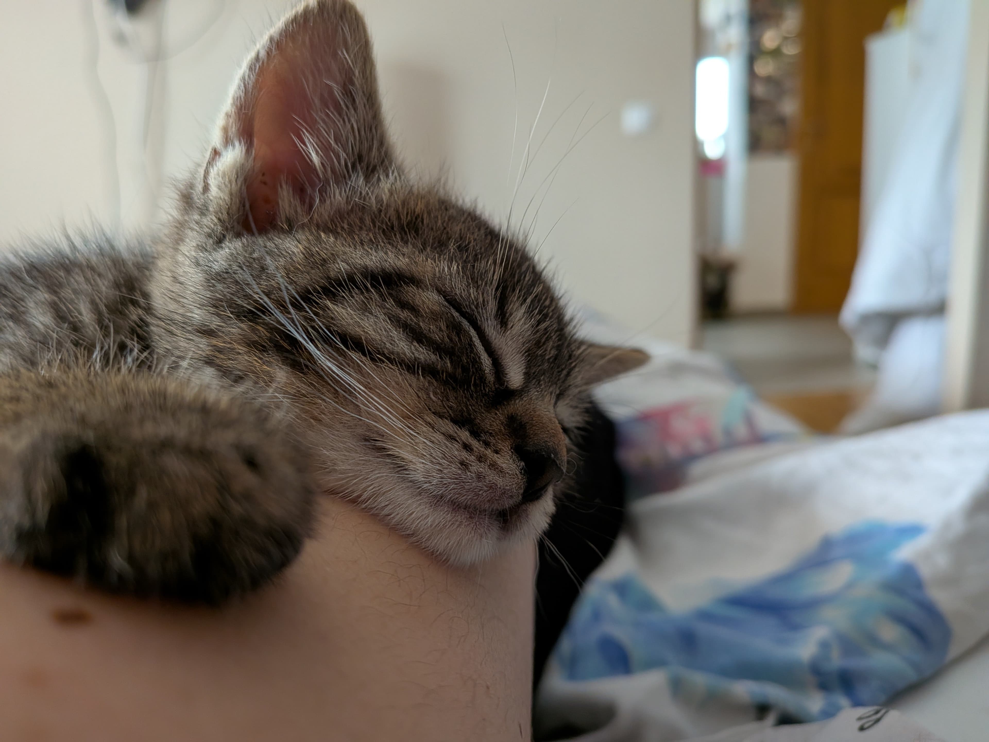 Piwi β photo 2