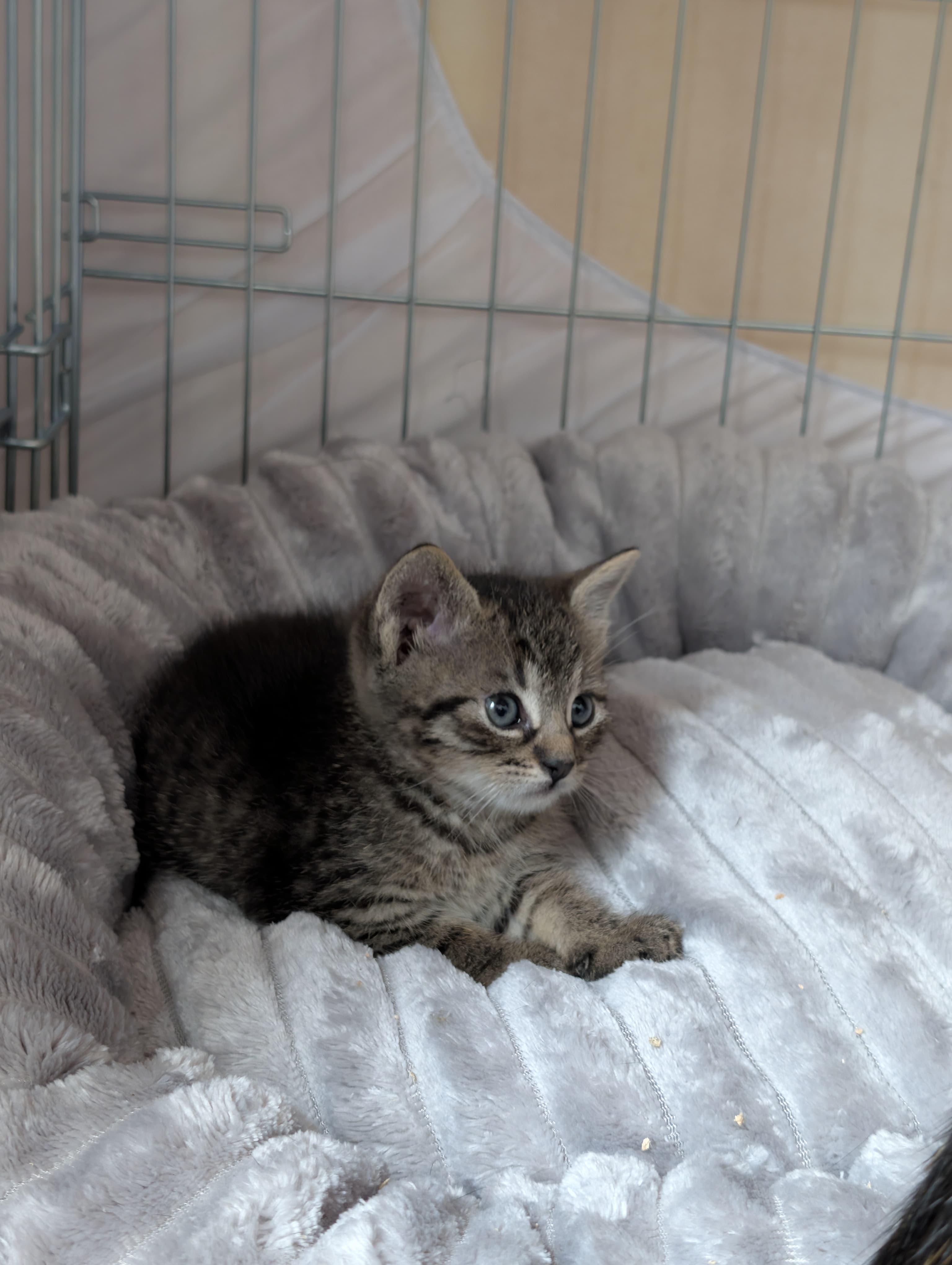 Piwi β photo 1