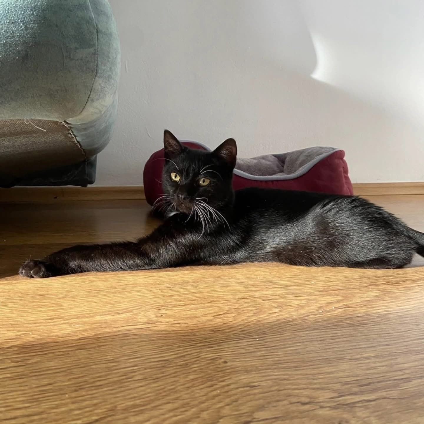 Romeo — photo 5