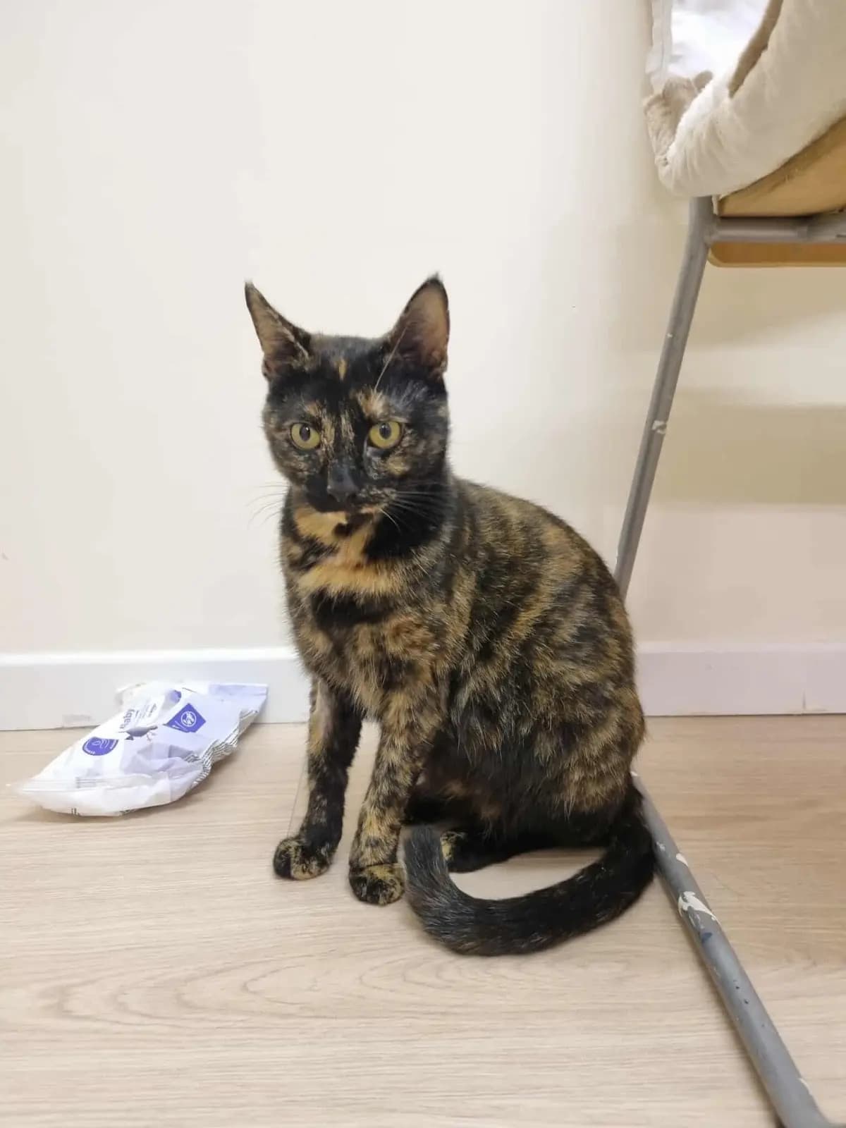 Mirabelle — photo 1