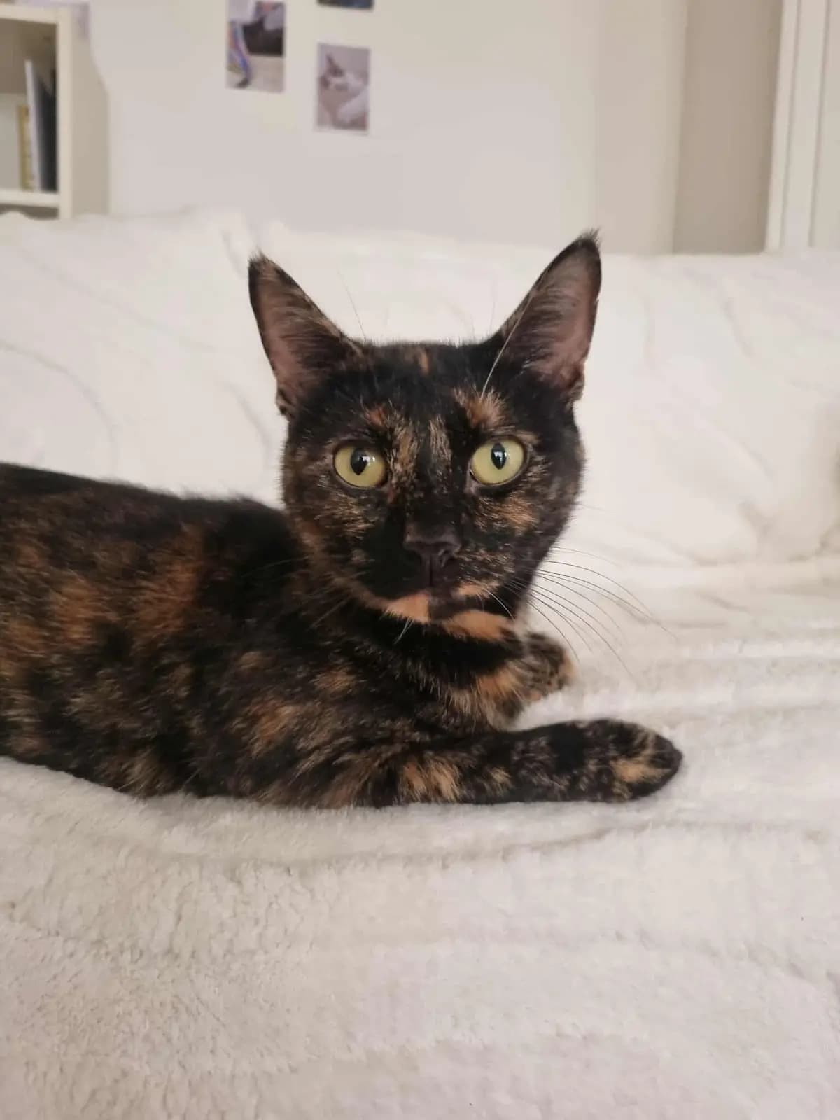 Mirabelle — photo 2