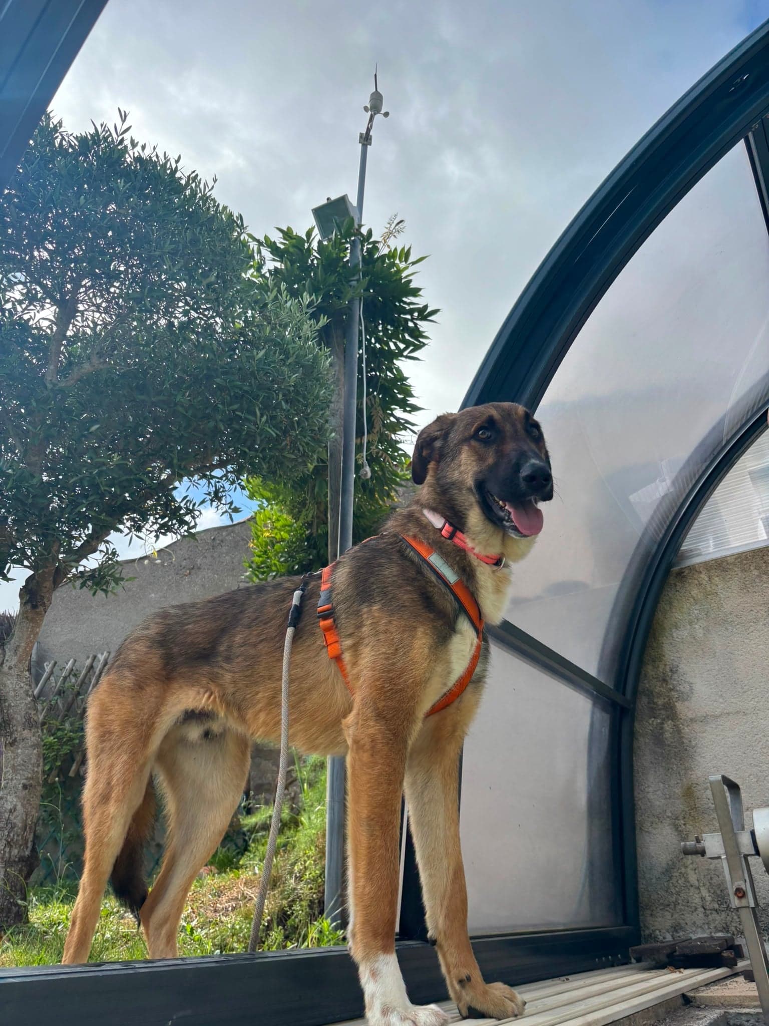 Pepper β photo 2