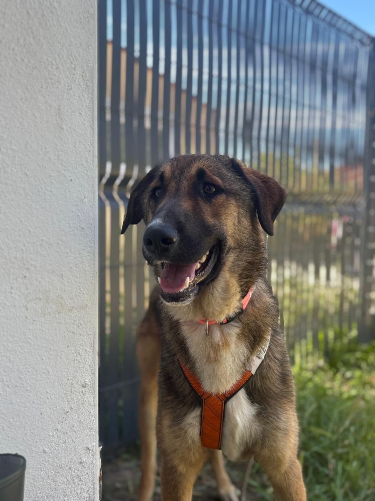 Pepper β photo 3
