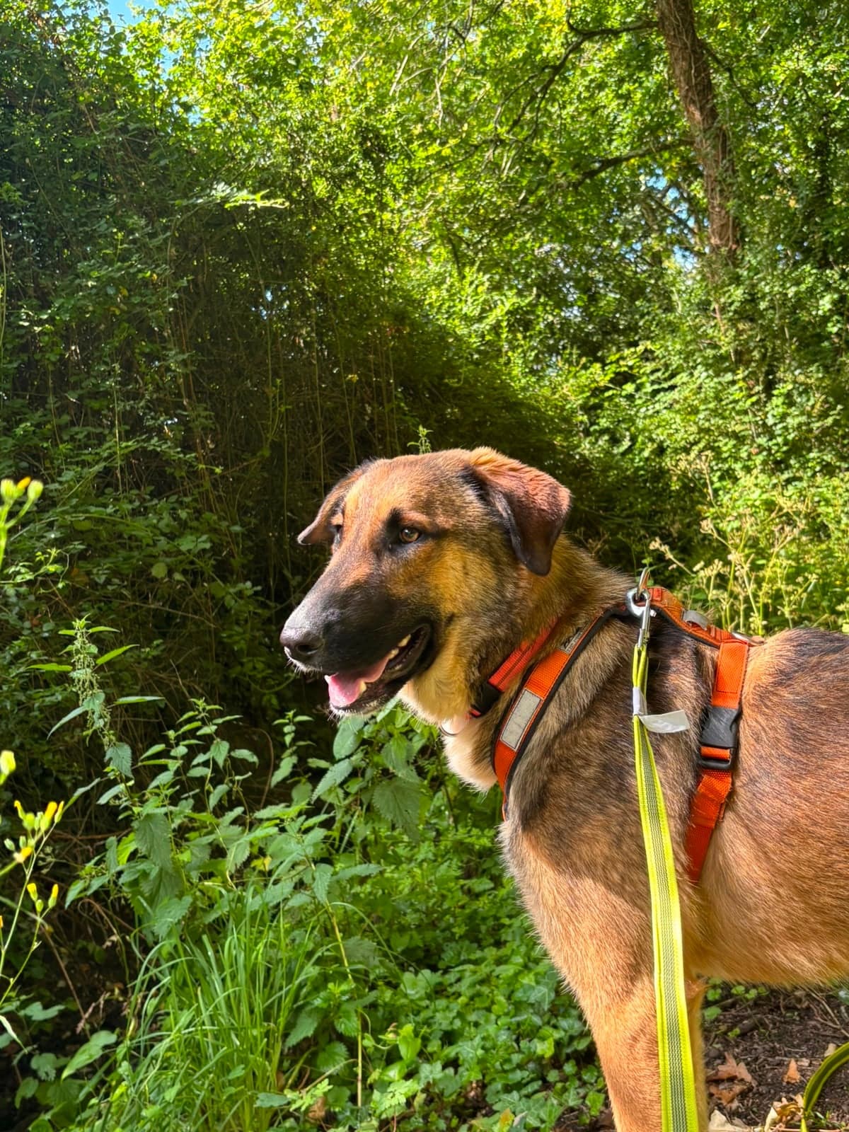 Pepper β photo 7