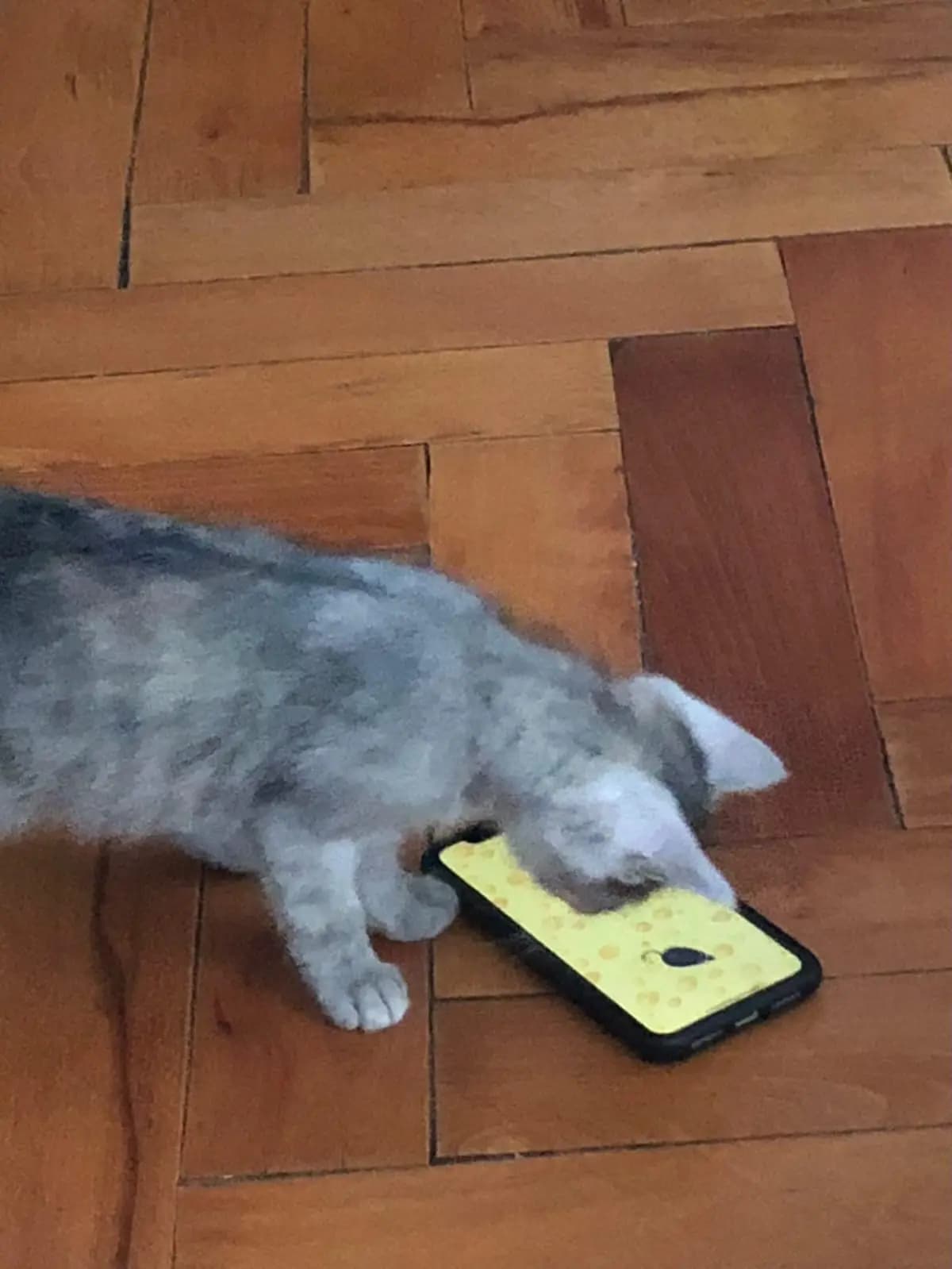 Zeppelin — photo 3