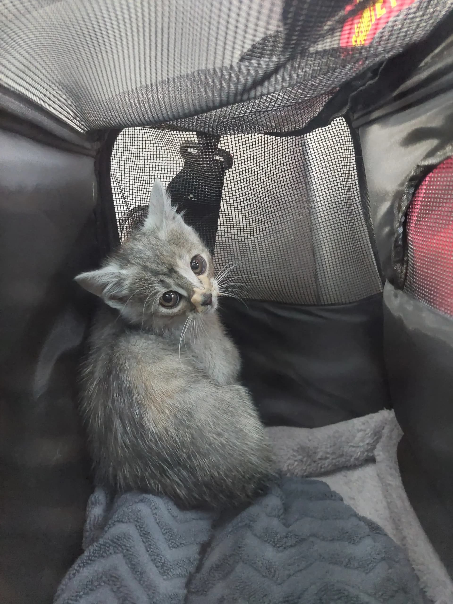 Zeppelin — photo 4