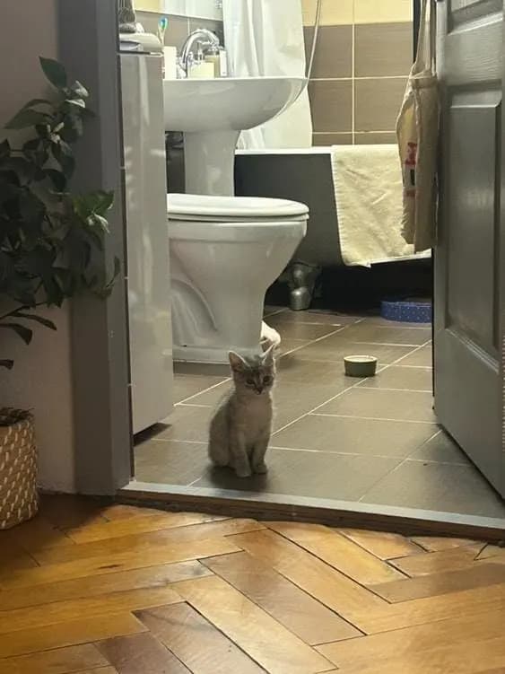 Zeppelin — photo 2