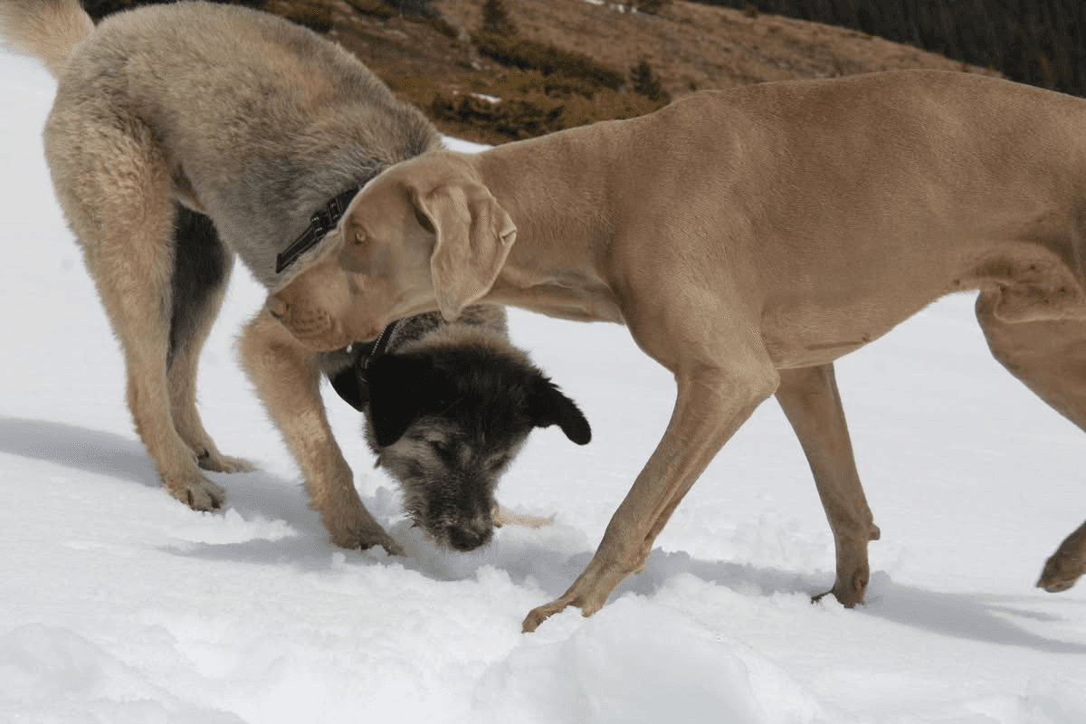 Smoky — photo 9