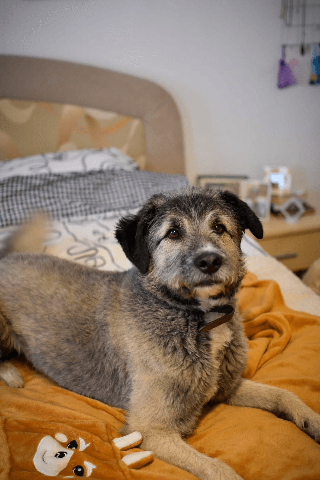 Smoky — photo 8