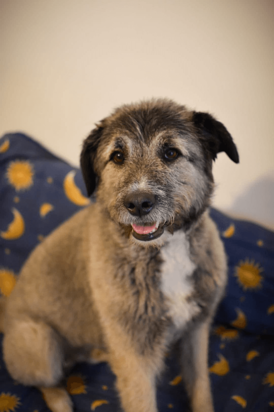 Smoky — photo 10