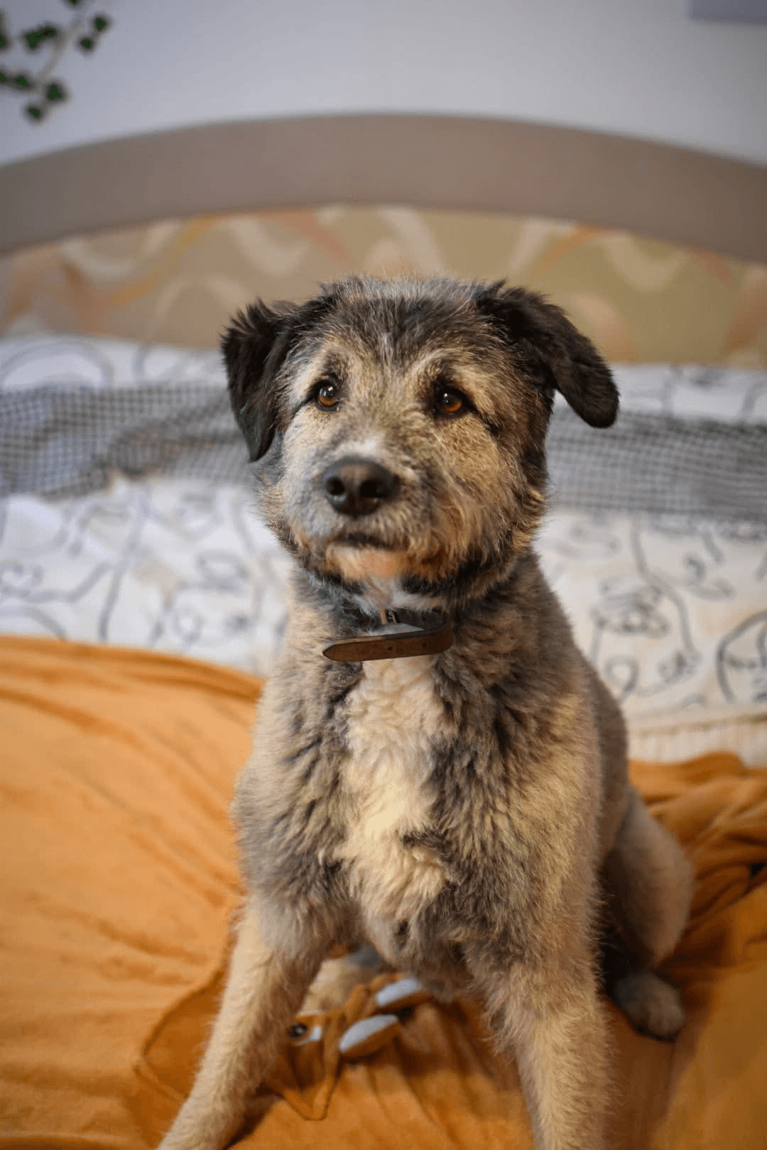 Smoky — photo 5