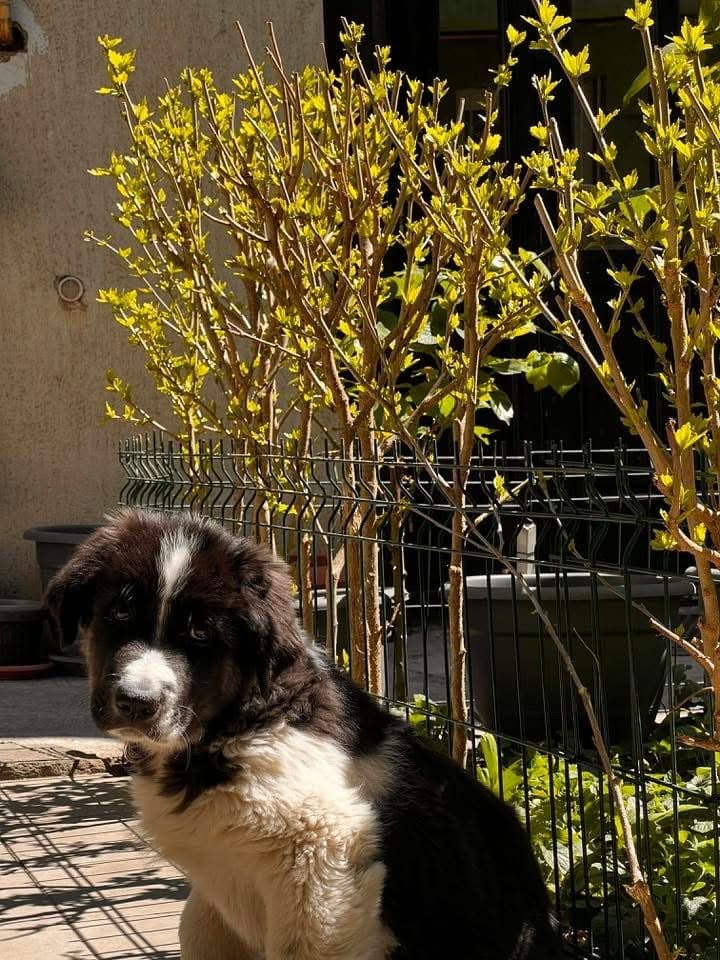Malo — photo 3