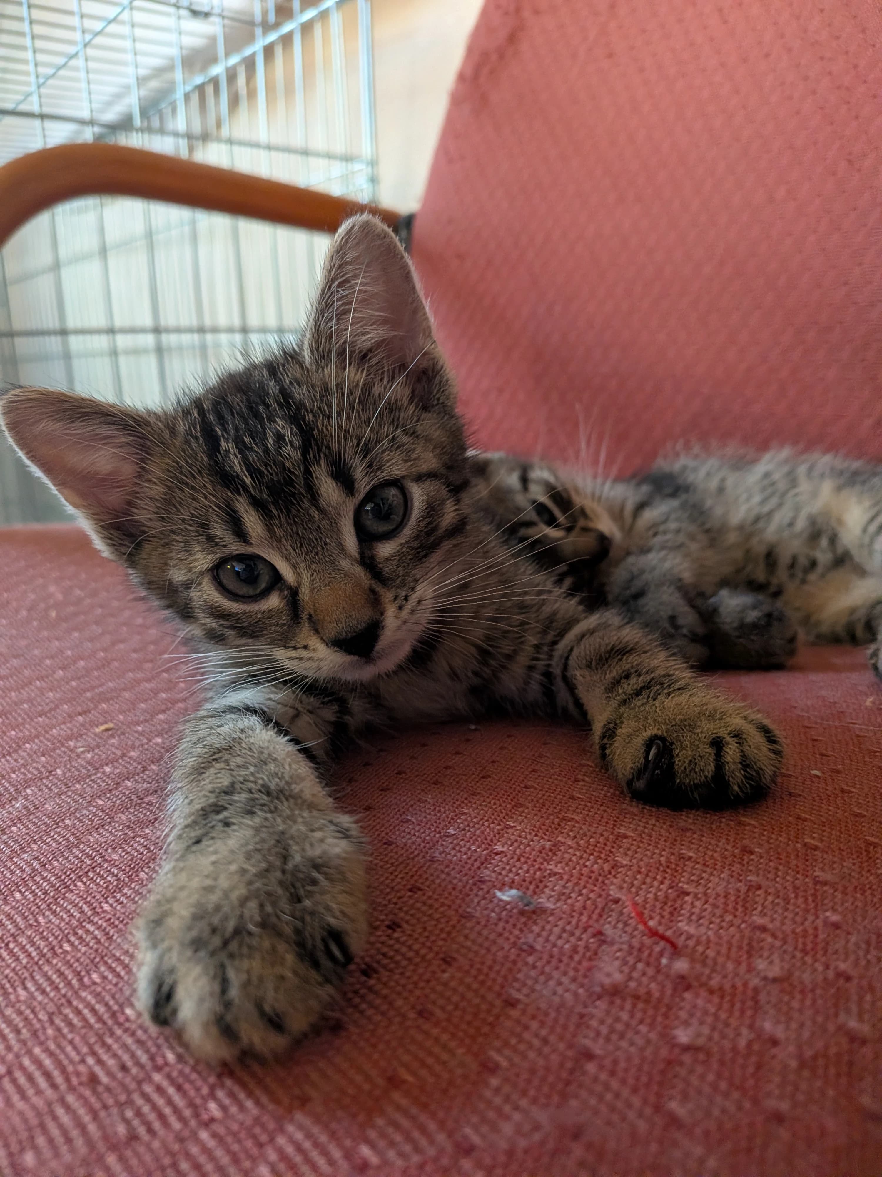 Milo β photo 3