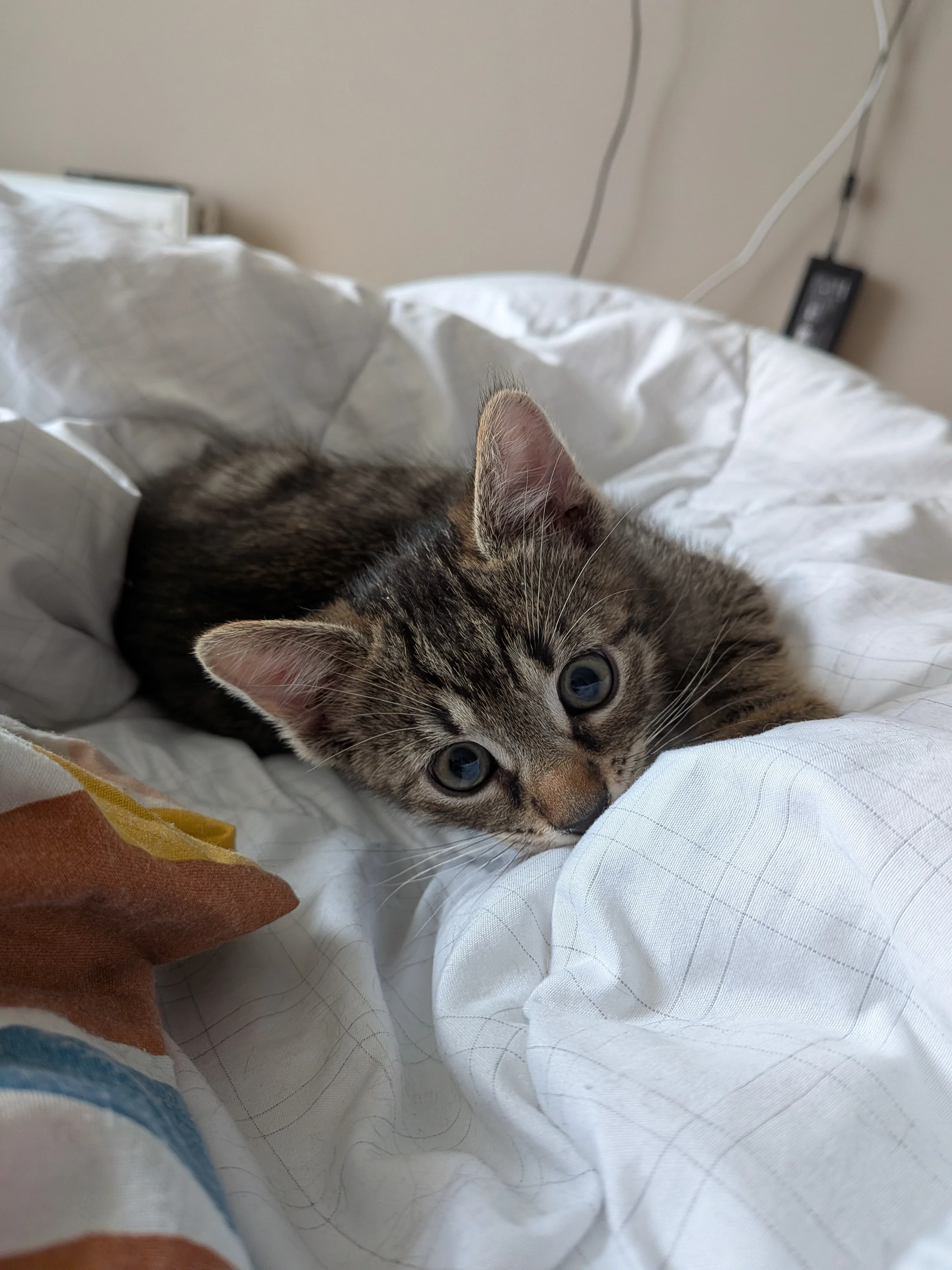 Milo