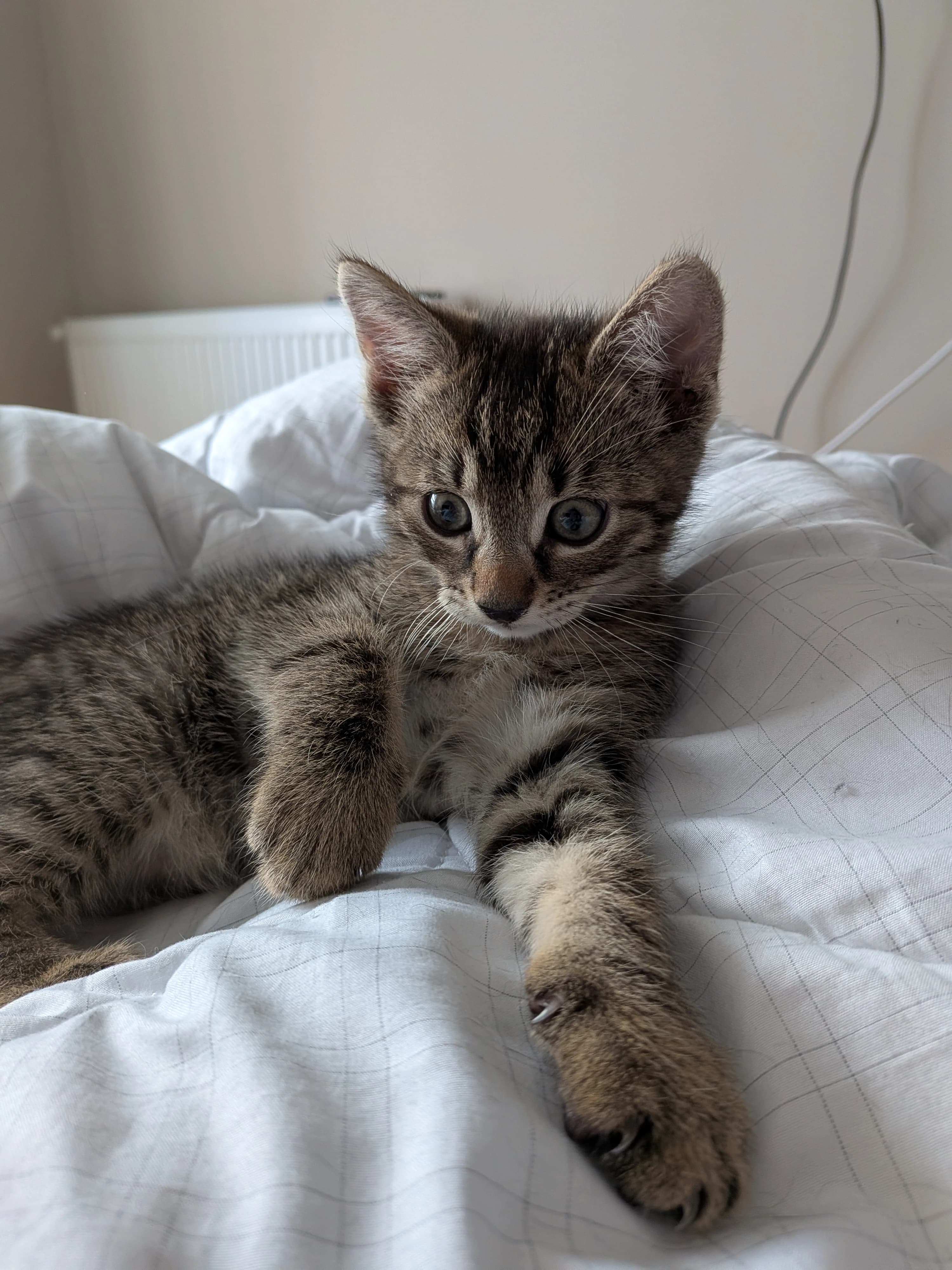 Milo β photo 2