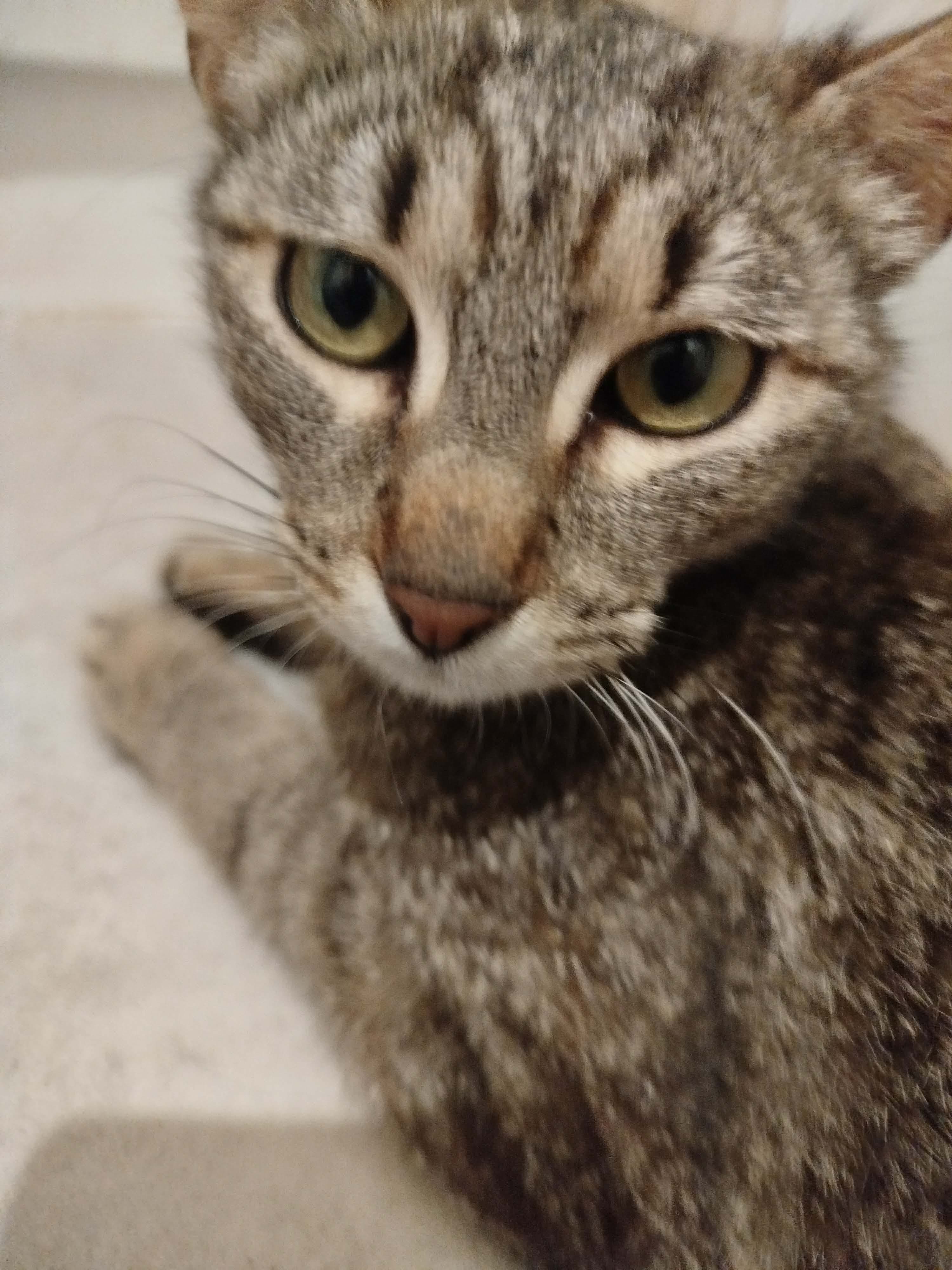 Ziva — photo 2