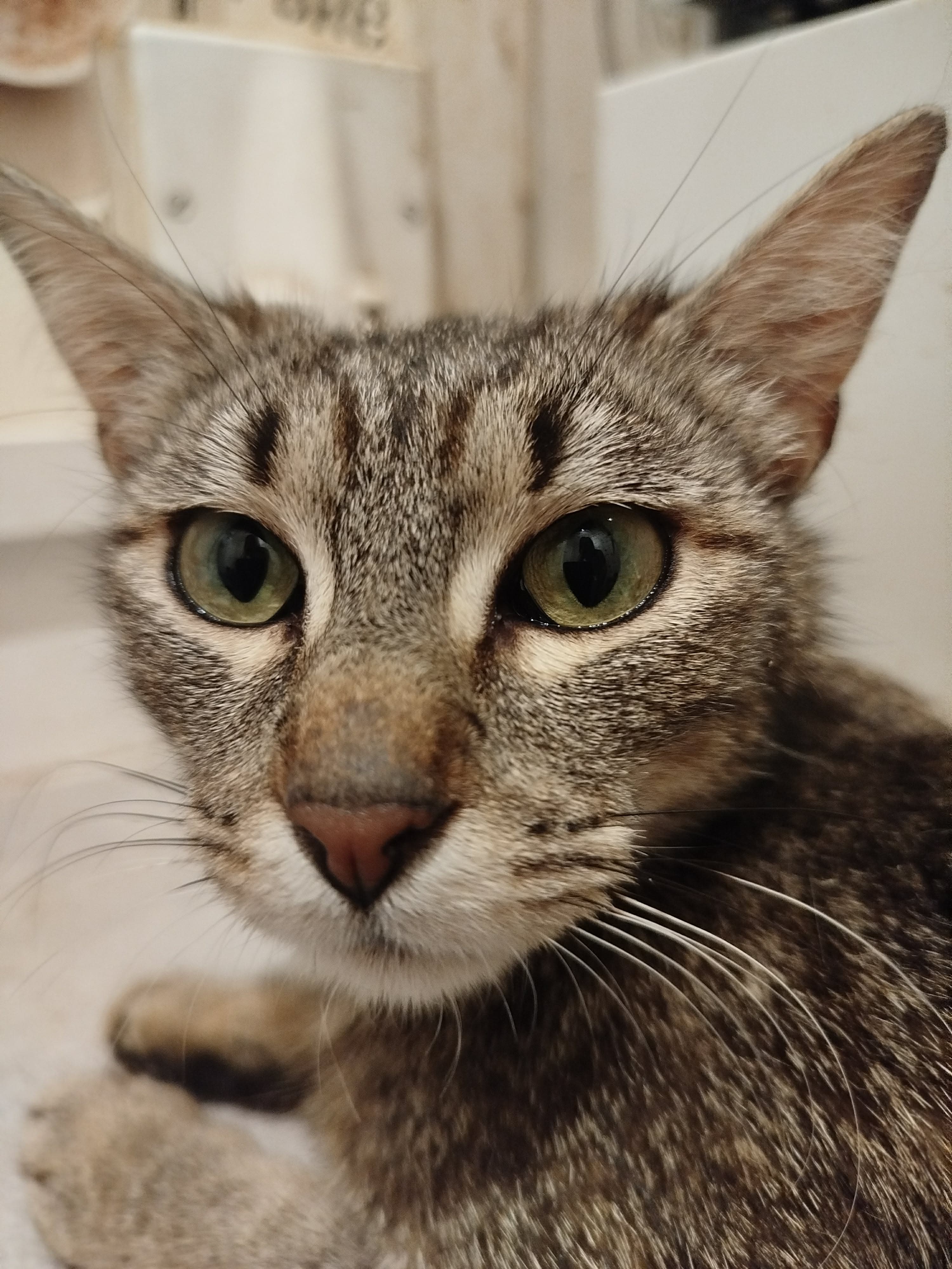 Ziva — photo 1