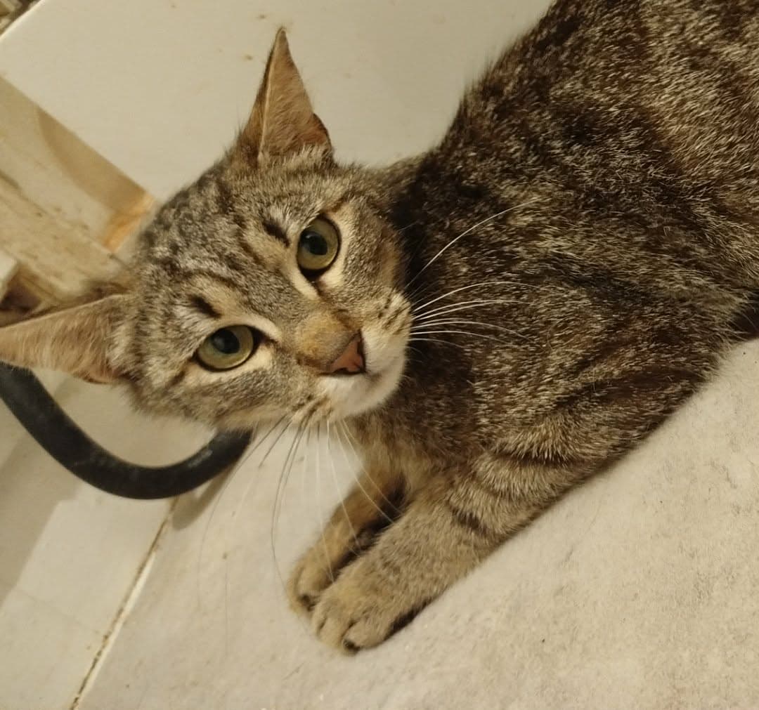Ziva — photo 3