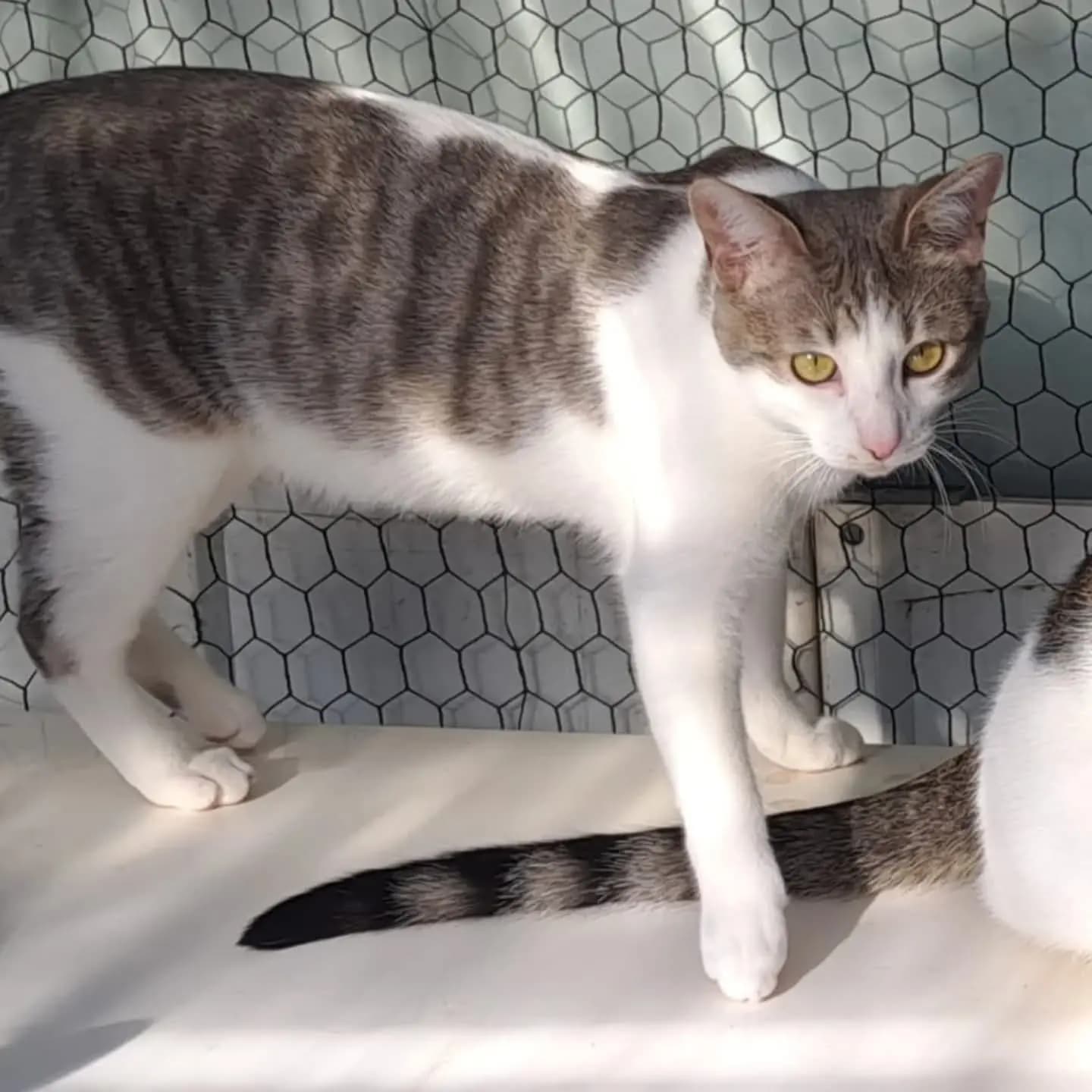 Venasque — photo 4