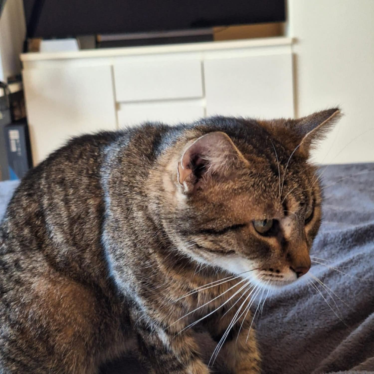 Lady — photo 6