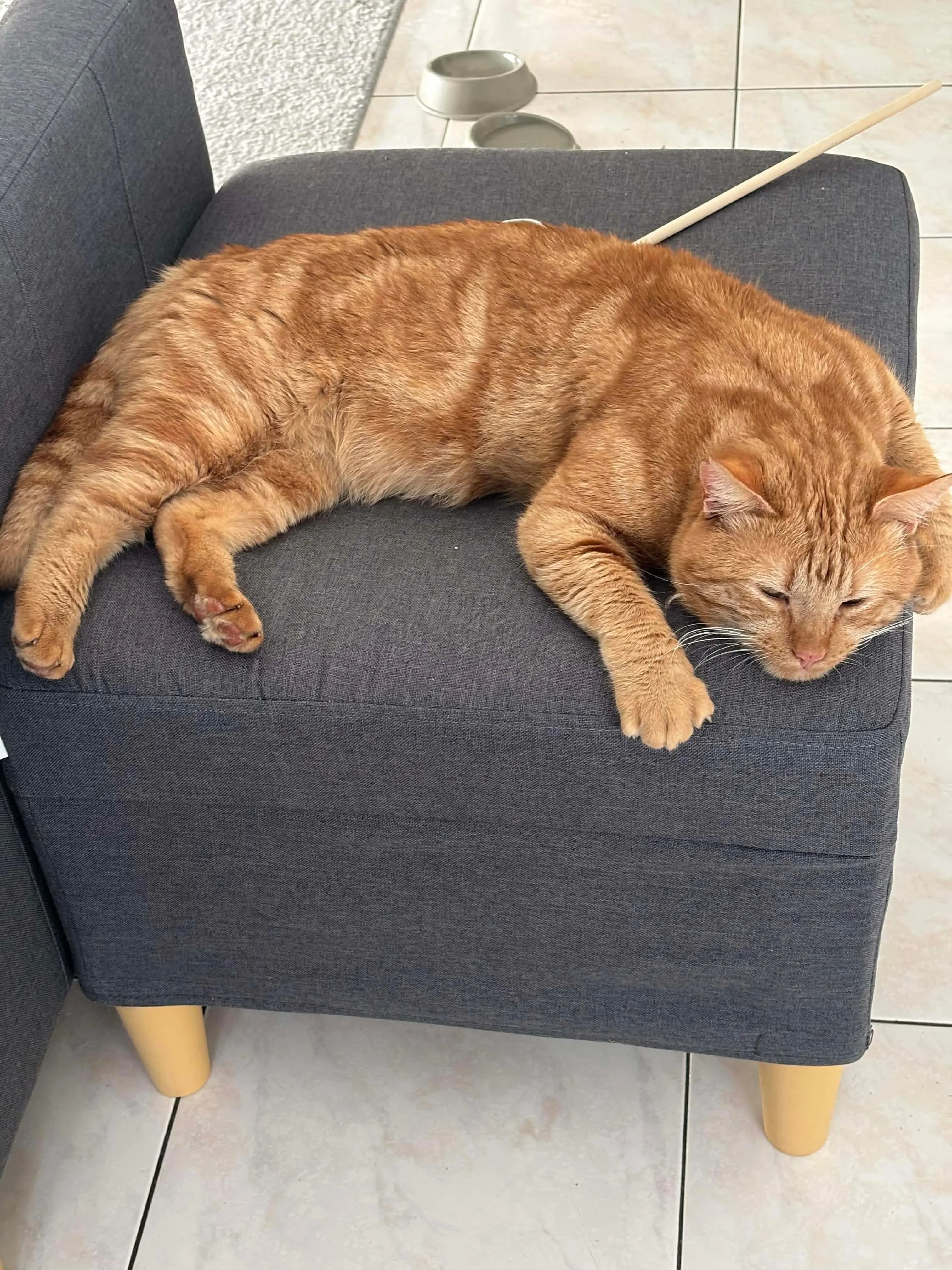 Garfield — photo 4