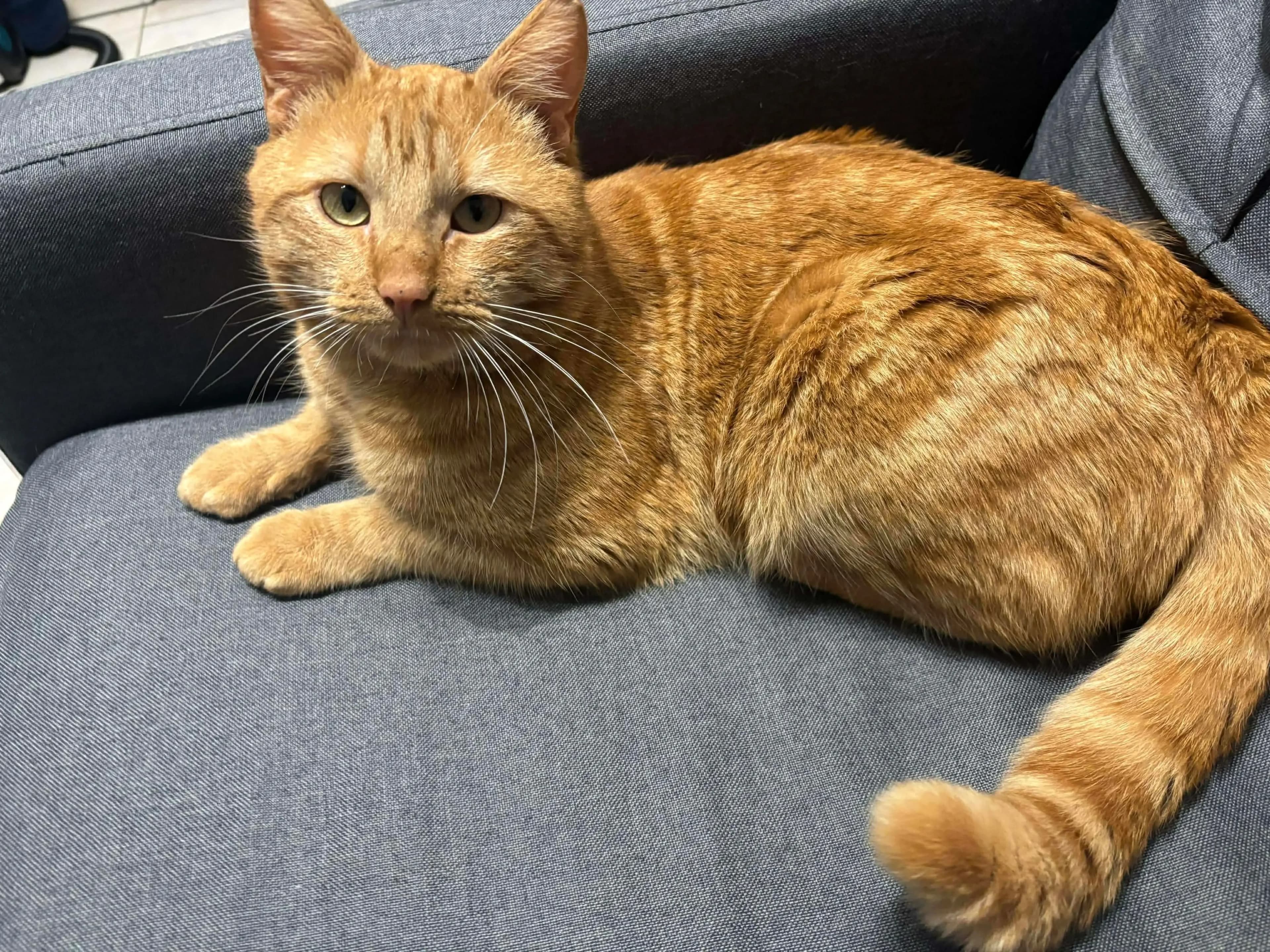 Garfield — photo 3