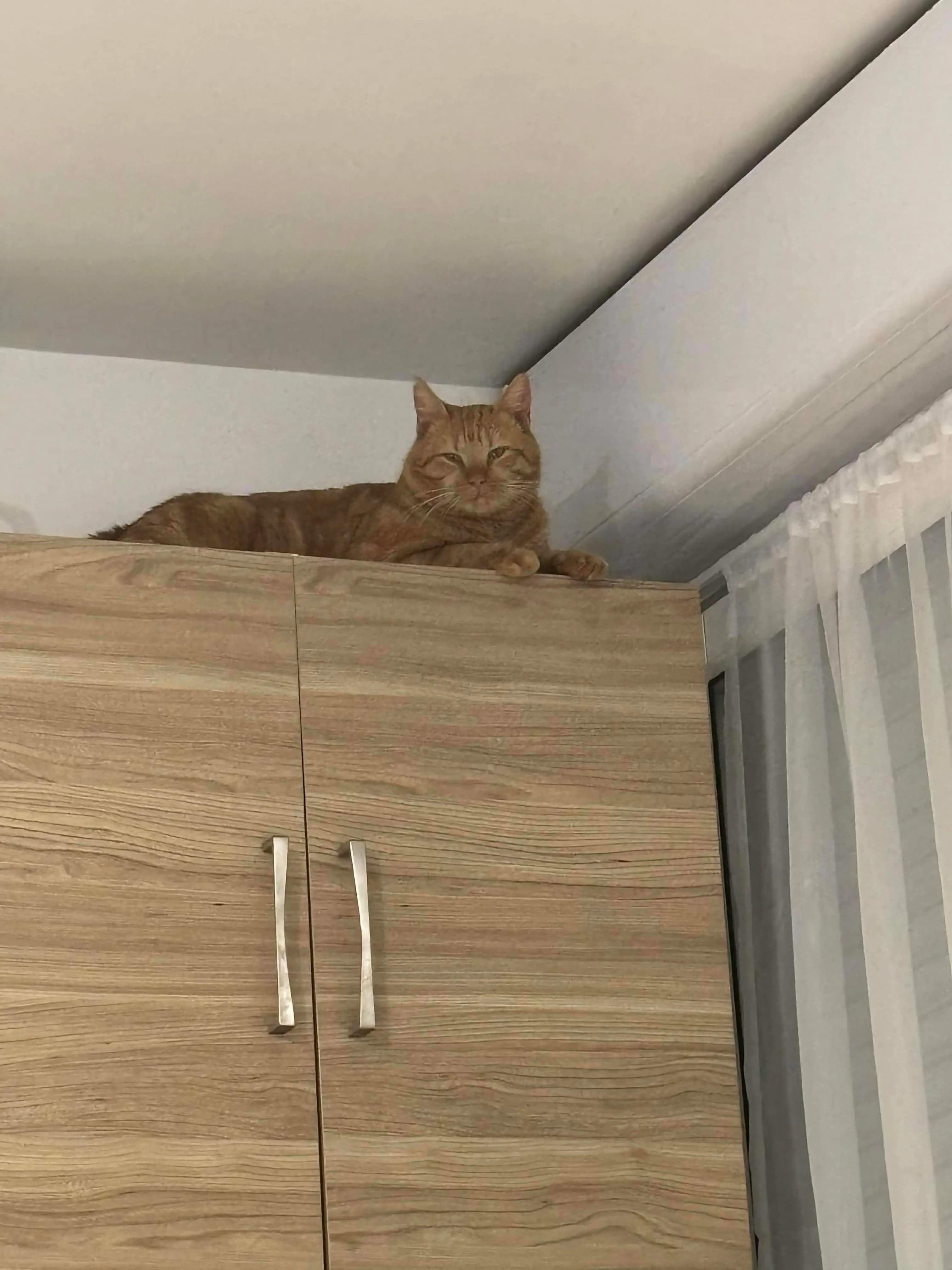 Garfield — photo 2