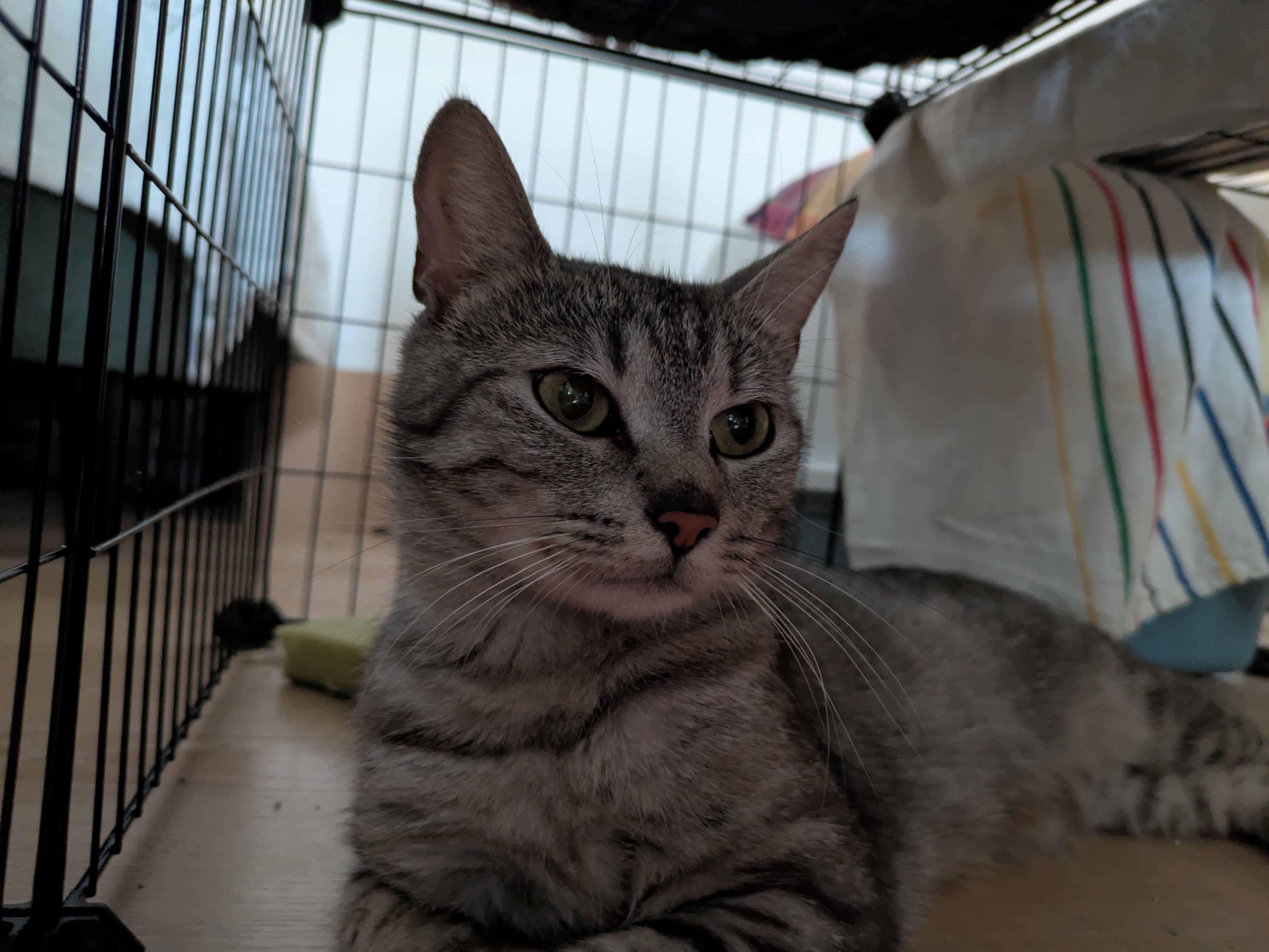 Kida — photo 3
