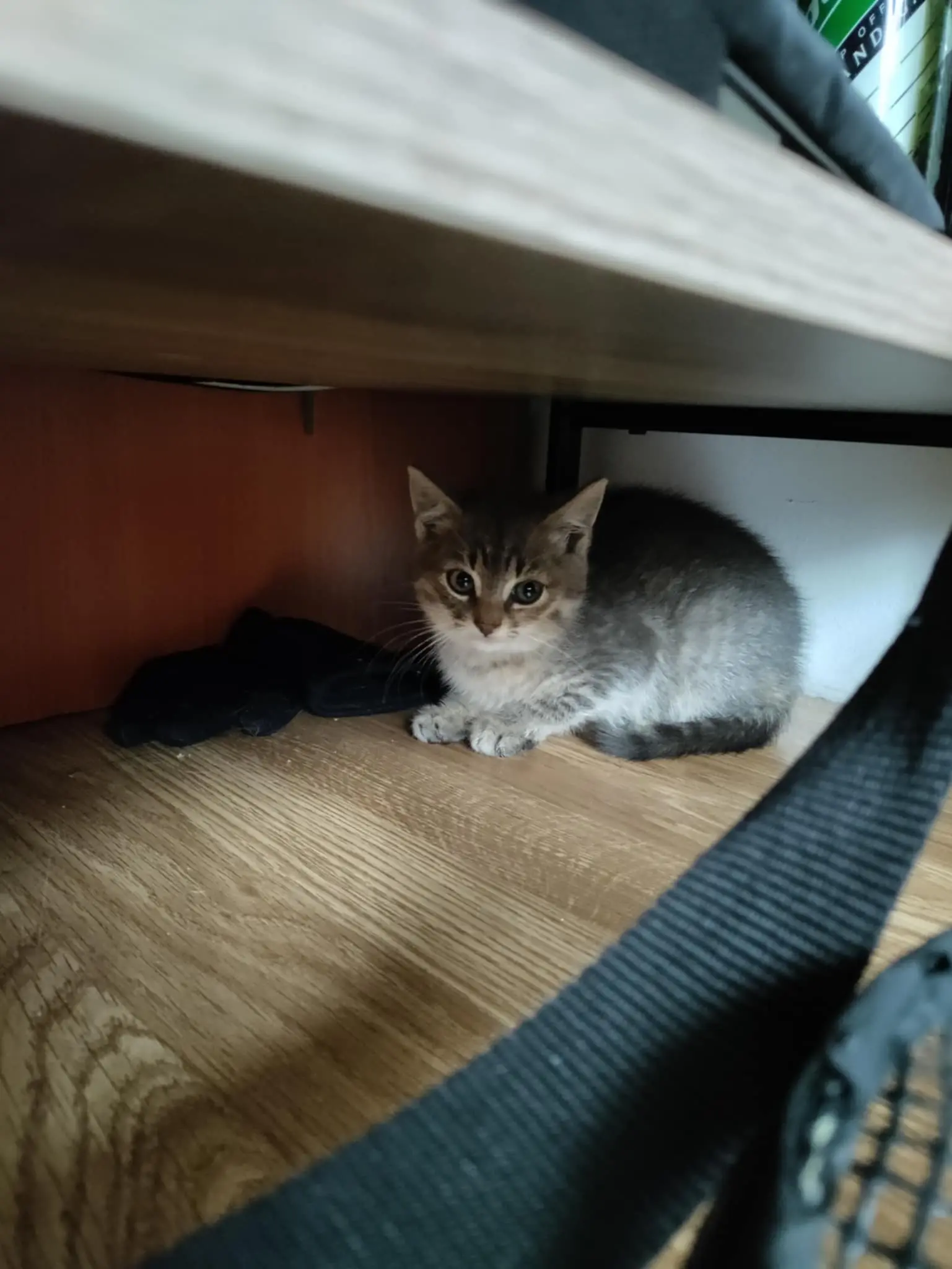 Arya & Aslan - Image 3