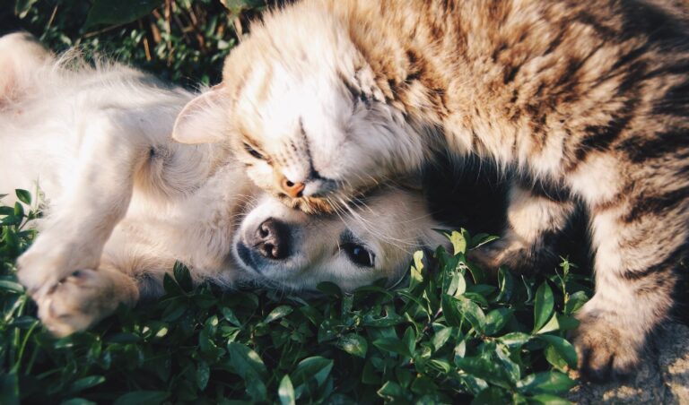 Comme chien et chat