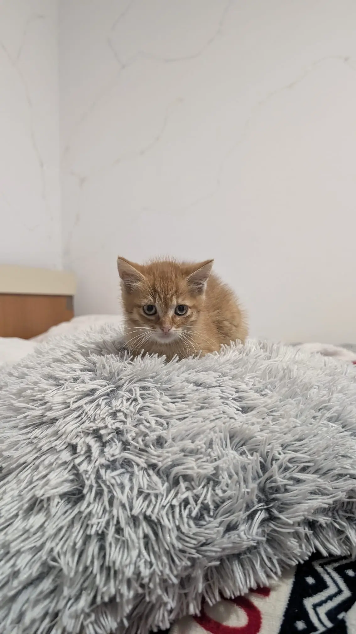 Arya & Aslan - Image 2