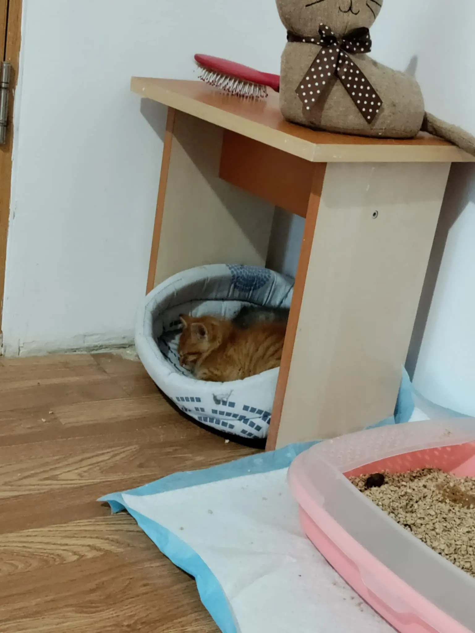 Arya & Aslan - Image 5