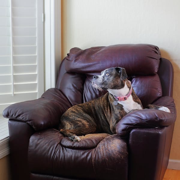 Why become a foster family for a shelter animal?