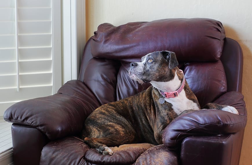 Why become a foster family for a shelter animal?