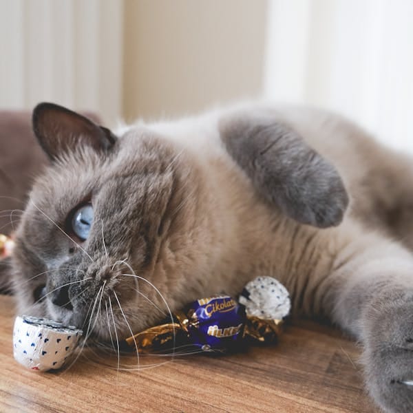 Beware of chocolate !