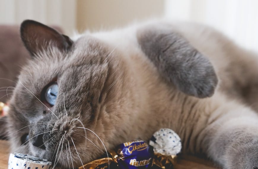 Beware of chocolate !