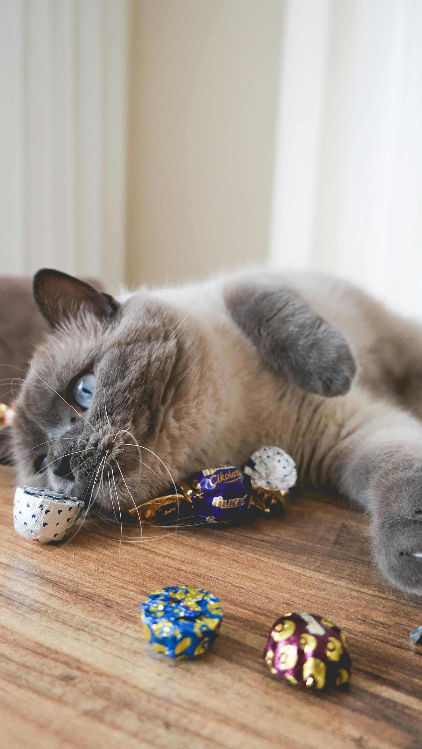 A fluffy cat plays with colorful wrapped candies indoors on a wooden surface.