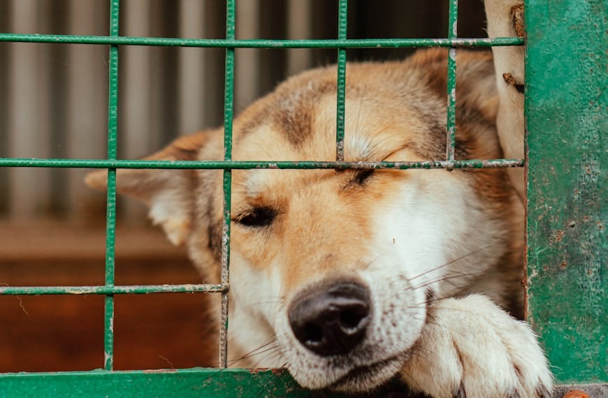 The struggles of animal shelters: between passion and challenging realities