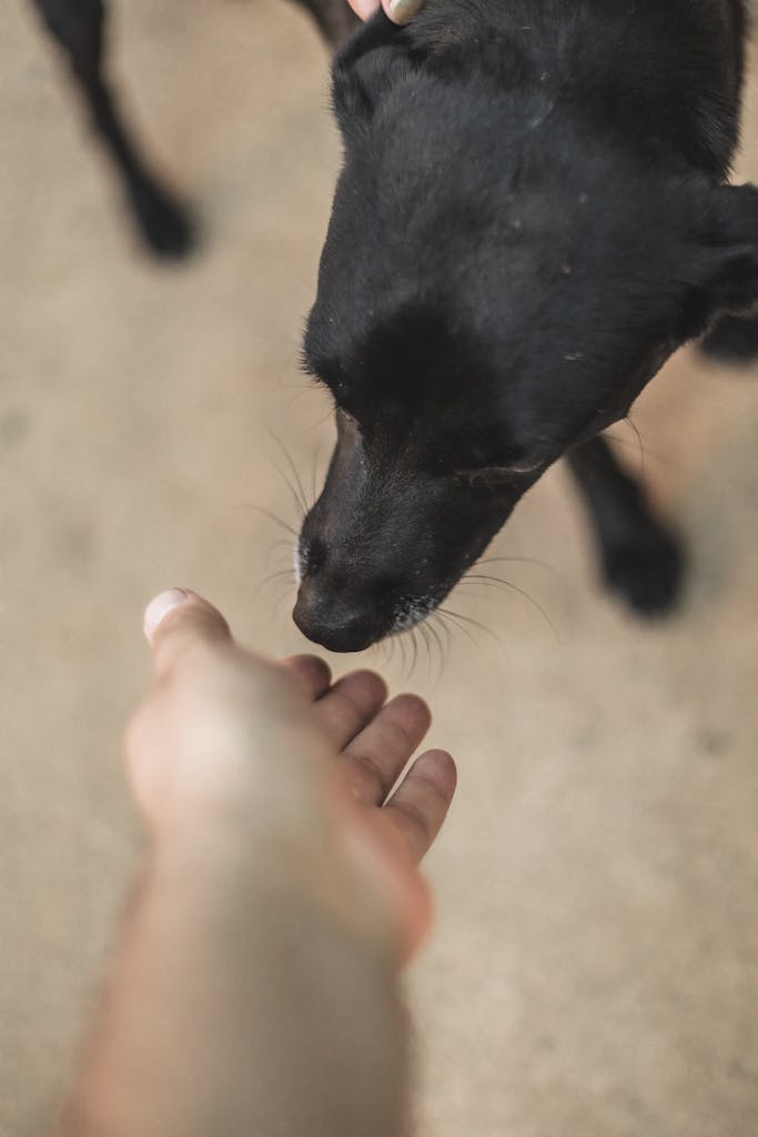 A black dog gently sniffs a human's hand, showcasing trust and curiosity.