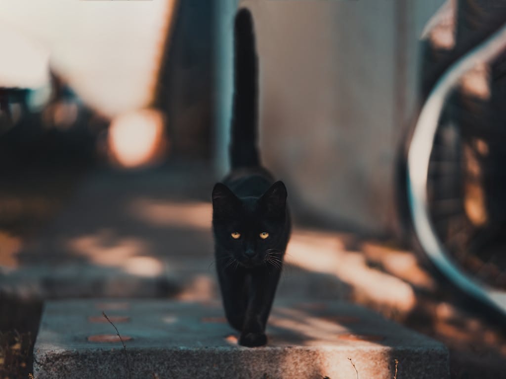 A sleek black cat walking confidently on a sunlit pathway, bathed in warm daylight.