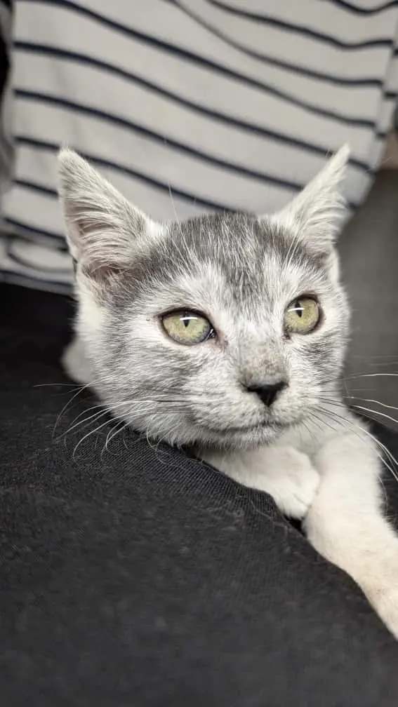 Stormy & Flocon - Image 5