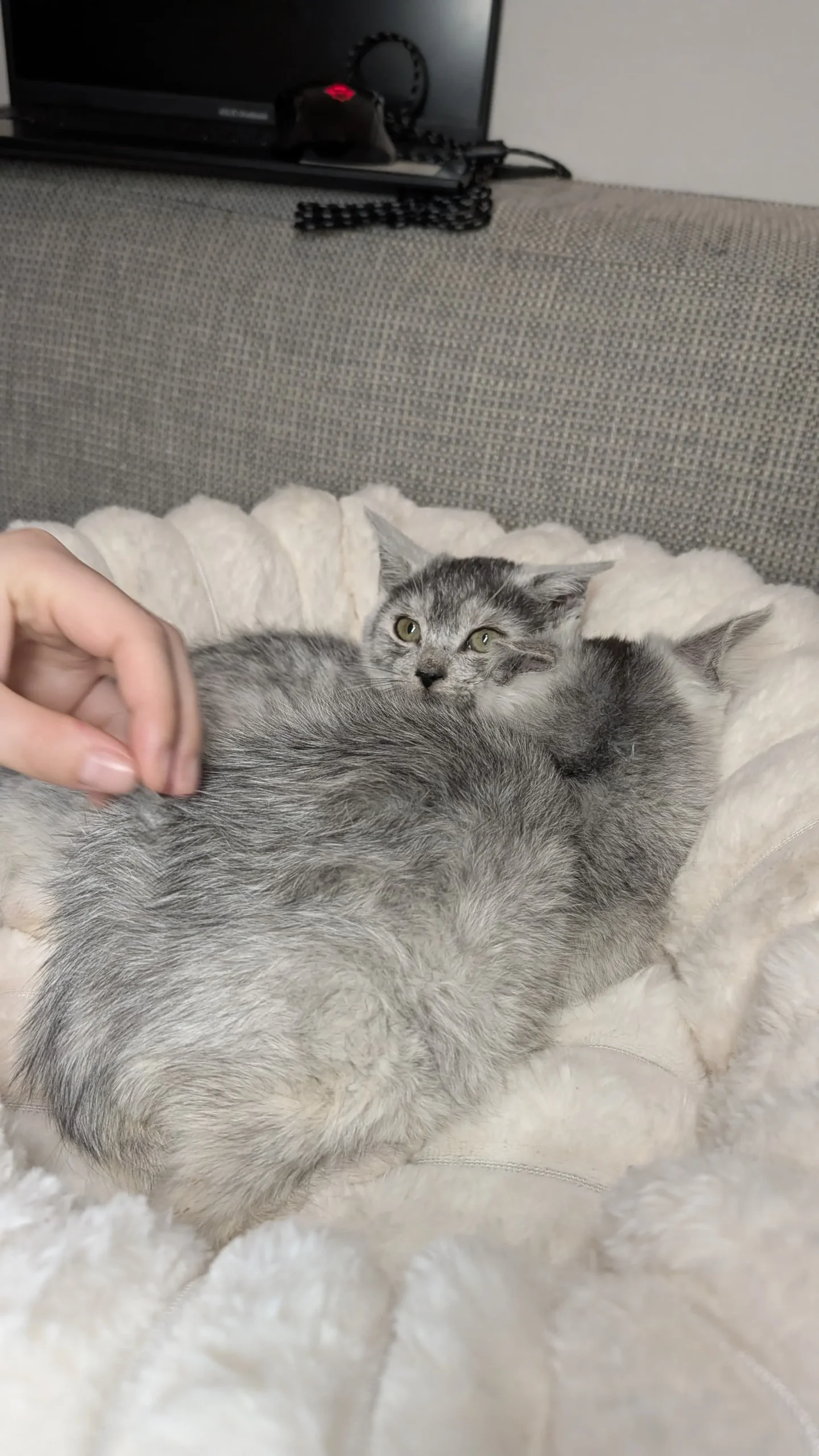 Stormy & Flocon - Image 4