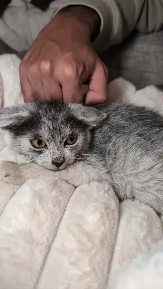 Stormy & Flocon - Image 2