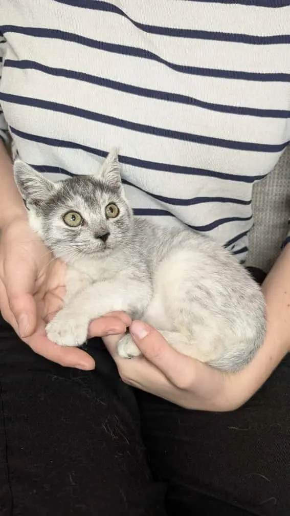 Stormy & Flocon - Image 3